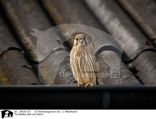 Turmfalke sitzt auf Dach / Kestrel sits on roof / JR-05127