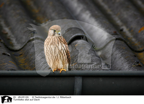 Turmfalke sitzt auf Dach / Kestrel sits on roof / JR-05129