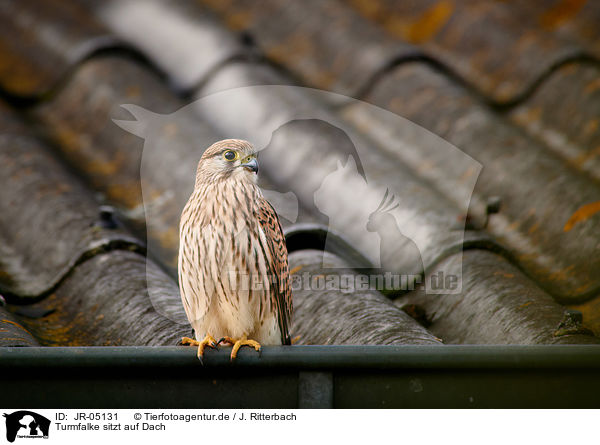 Turmfalke sitzt auf Dach / JR-05131