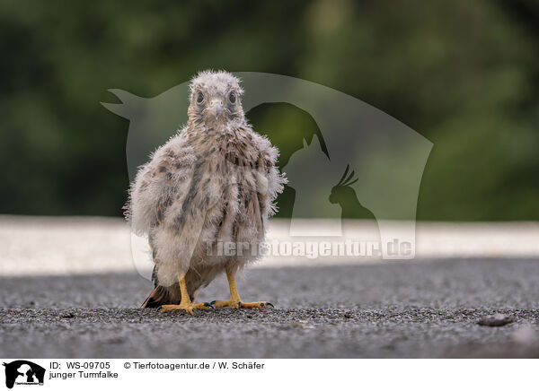 junger Turmfalke / WS-09705