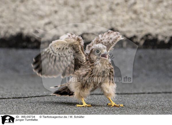 junger Turmfalke / young kestrel / WS-09734