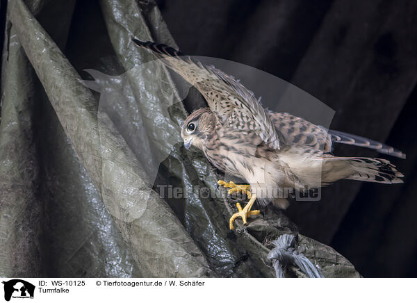 Turmfalke / kestrel / WS-10125