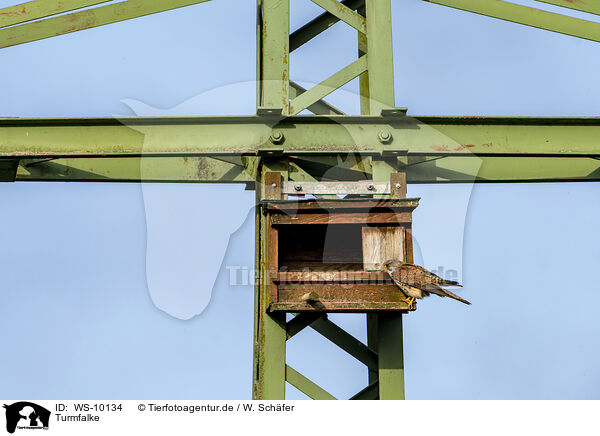 Turmfalke / WS-10134