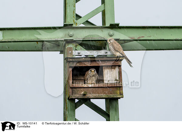 Turmfalke / kestrel / WS-10141