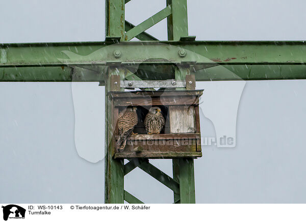 Turmfalke / WS-10143