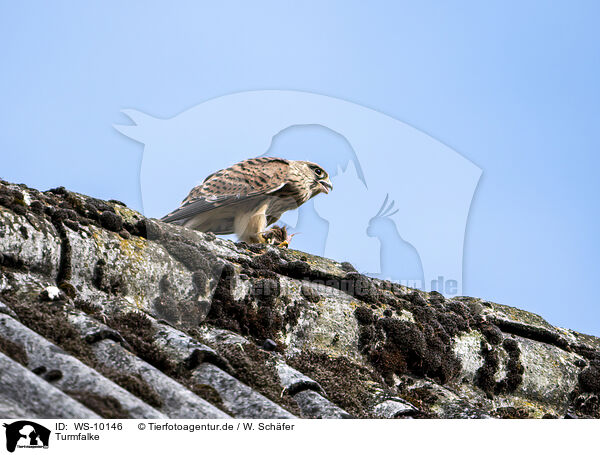 Turmfalke / WS-10146