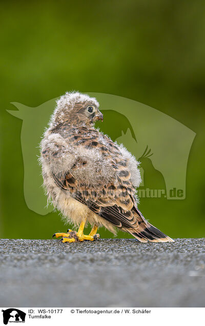 Turmfalke / WS-10177