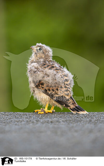 Turmfalke / WS-10178