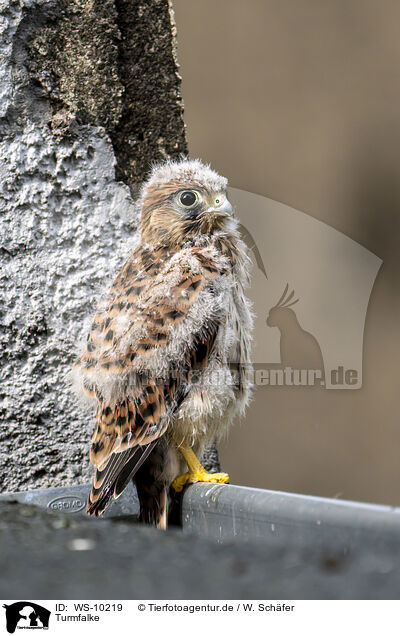 Turmfalke / WS-10219