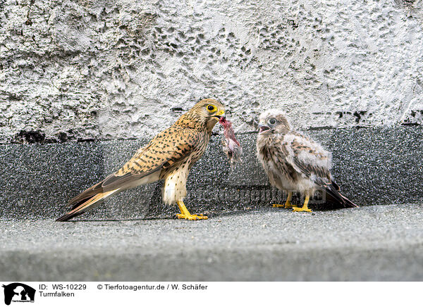 Turmfalken / WS-10229