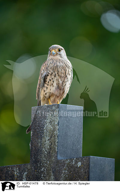 Turmfalke / HSP-01478