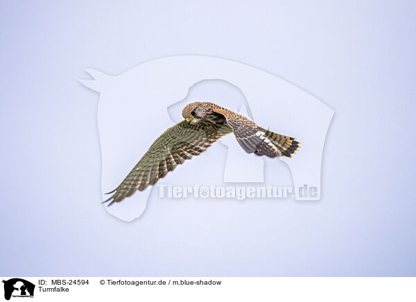 Turmfalke / MBS-24594