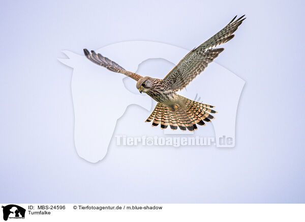 Turmfalke / MBS-24596