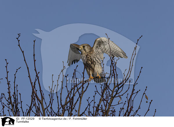 Turmfalke / FF-12029
