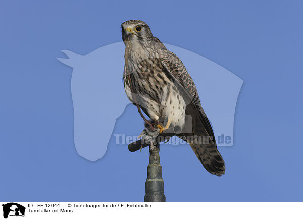 Turmfalke mit Maus / kestrel with mouse / FF-12044