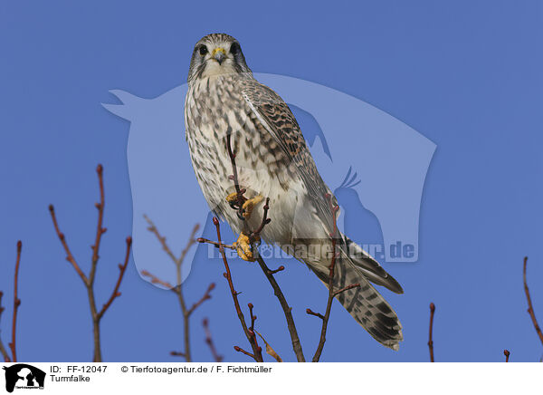 Turmfalke / FF-12047