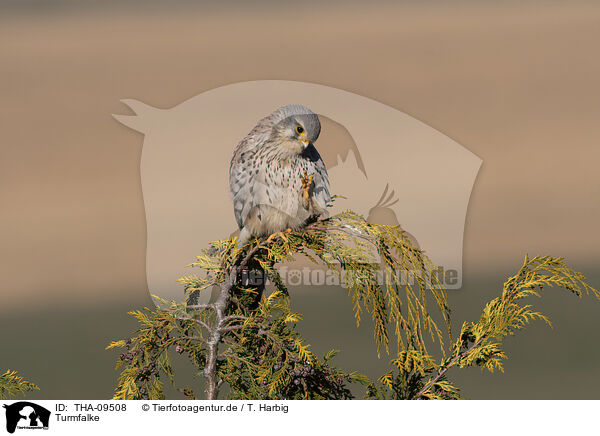 Turmfalke / kestrel / THA-09508