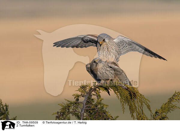 2 Turmfalken / 2 kestrels / THA-09509