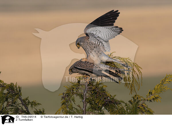 2 Turmfalken / 2 kestrels / THA-09514