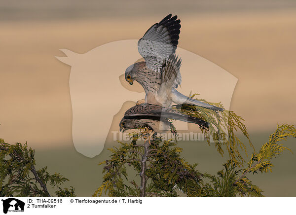 2 Turmfalken / 2 kestrels / THA-09516