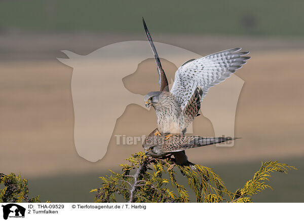 2 Turmfalken / 2 kestrels / THA-09529