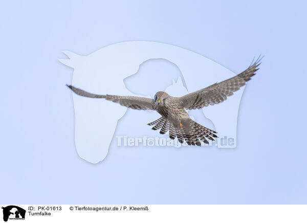 Turmfalke / kestrel / PK-01613