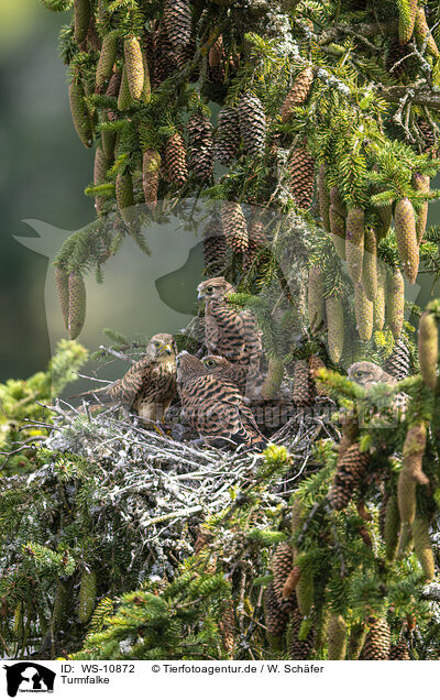 Turmfalke / kestrel / WS-10872