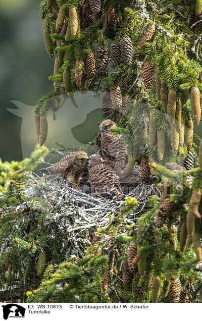 Turmfalke / kestrel / WS-10873