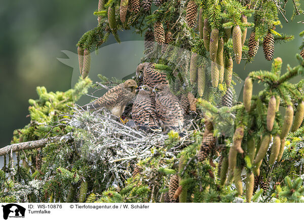 Turmfalke / kestrel / WS-10876
