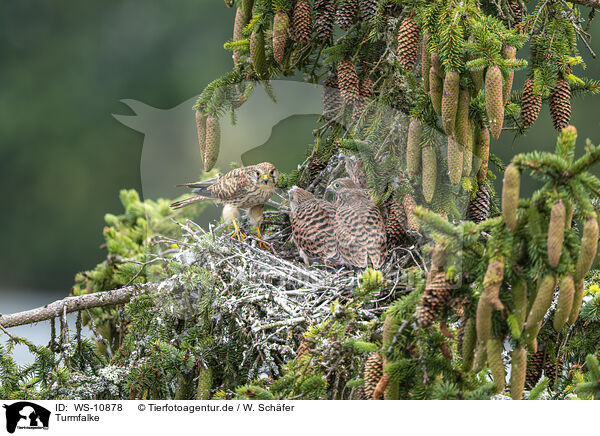 Turmfalke / kestrel / WS-10878
