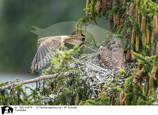 Turmfalke / kestrel / WS-10879