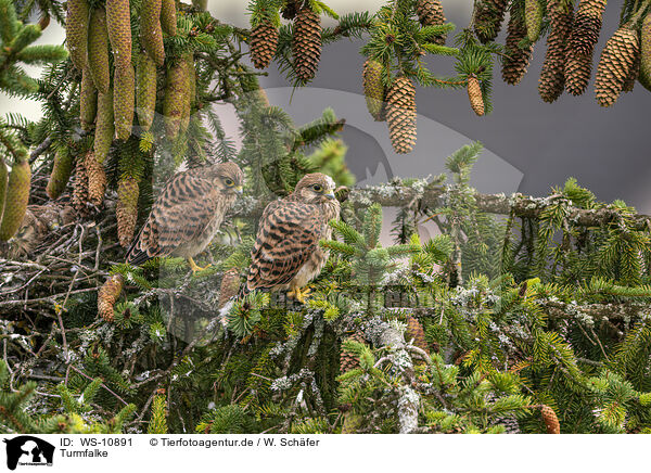 Turmfalke / kestrel / WS-10891