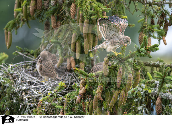 Turmfalke / kestrel / WS-10906