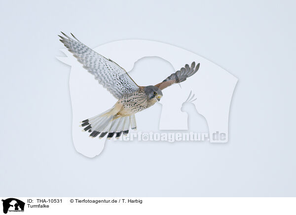Turmfalke / THA-10531
