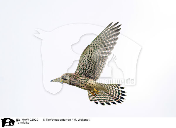 Turmfalke / MAW-02029