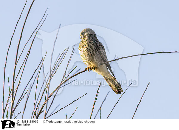 Turmfalke / kestrel / MBS-28062
