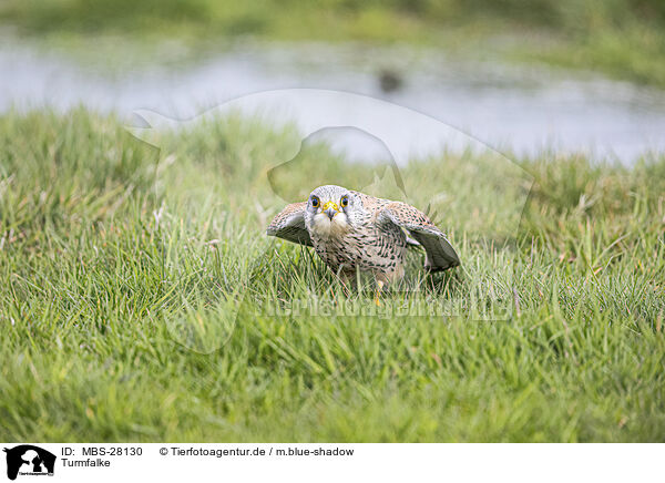 Turmfalke / MBS-28130