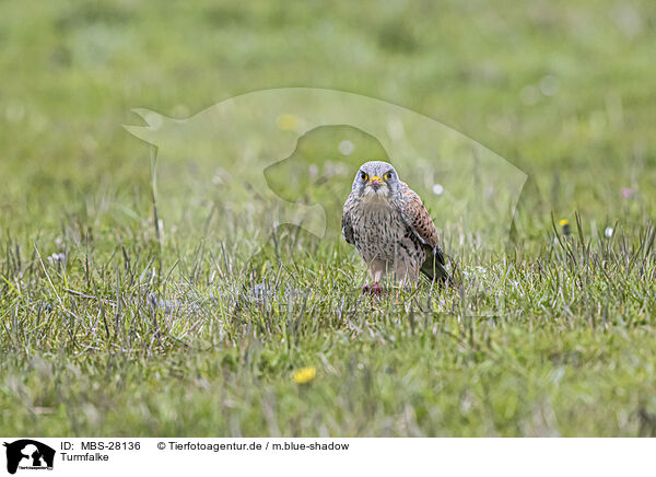 Turmfalke / MBS-28136