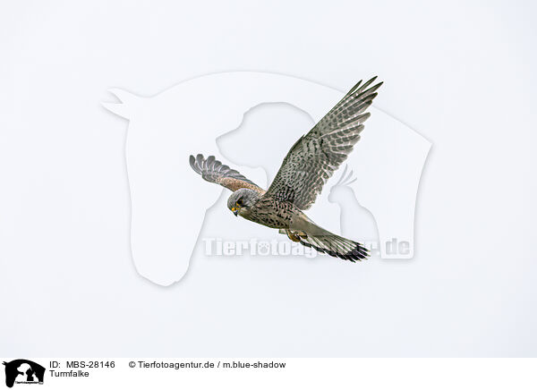 Turmfalke / kestrel / MBS-28146