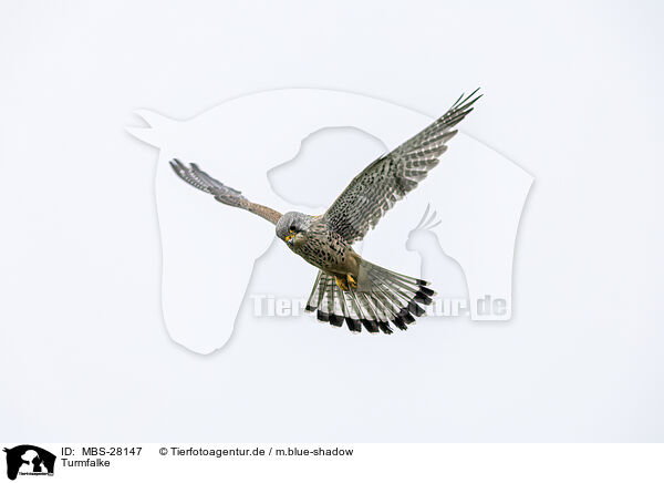 Turmfalke / kestrel / MBS-28147