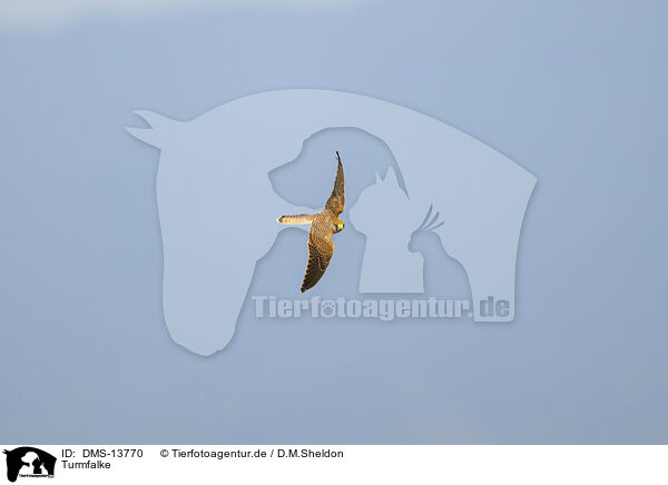 Turmfalke / kestrel / DMS-13770