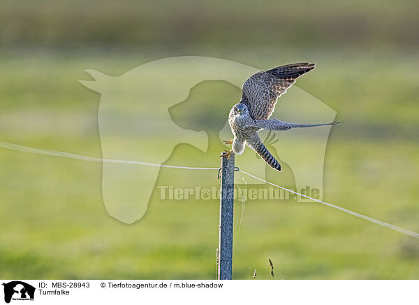 Turmfalke / kestrel / MBS-28943