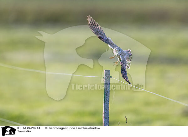 Turmfalke / kestrel / MBS-28944