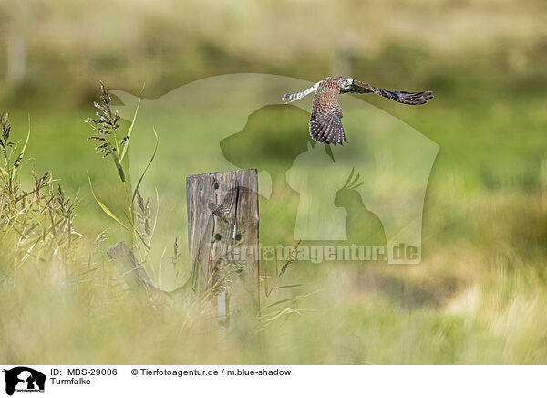 Turmfalke / kestrel / MBS-29006
