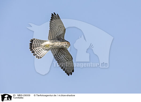 Turmfalke / kestrel / MBS-29009