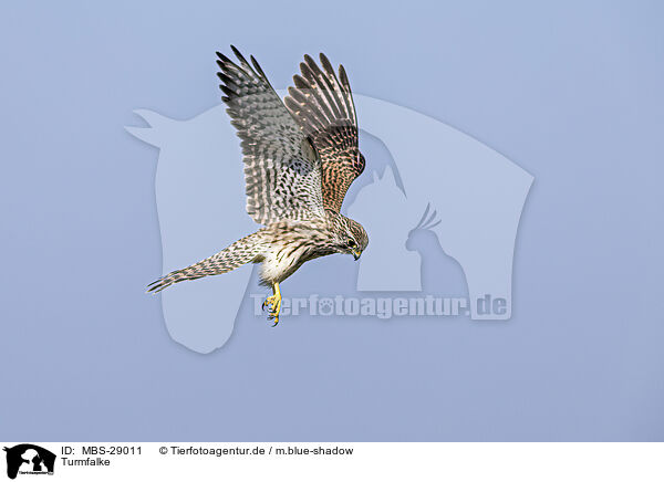 Turmfalke / MBS-29011
