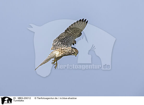Turmfalke / kestrel / MBS-29012