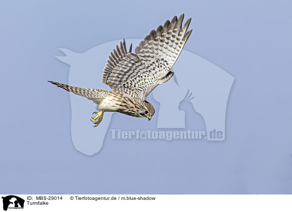 Turmfalke / kestrel / MBS-29014