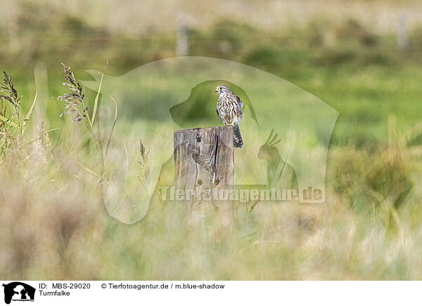 Turmfalke / kestrel / MBS-29020