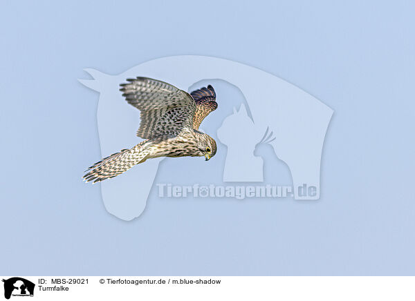 Turmfalke / kestrel / MBS-29021